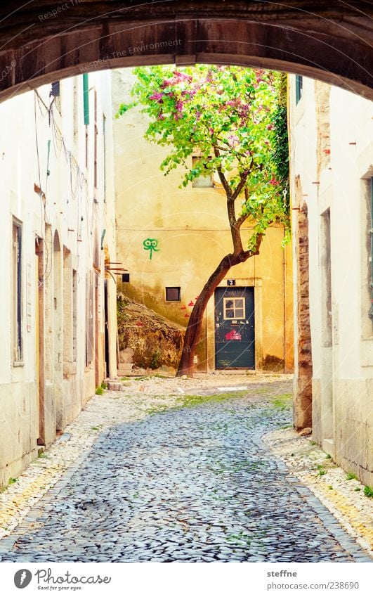 naturban Tree Lisbon Portugal Old town Deserted House (Residential Structure) Wall (barrier) Wall (building) Door Lanes & trails Town Nature Archway