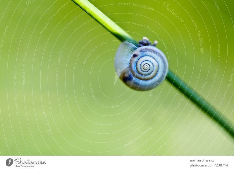 snail Environment Animal Spring Plant Grass Blade of grass Meadow Snail Snail shell 1 Sleep Esthetic Blue Gray Green Slowly Colour photo Multicoloured