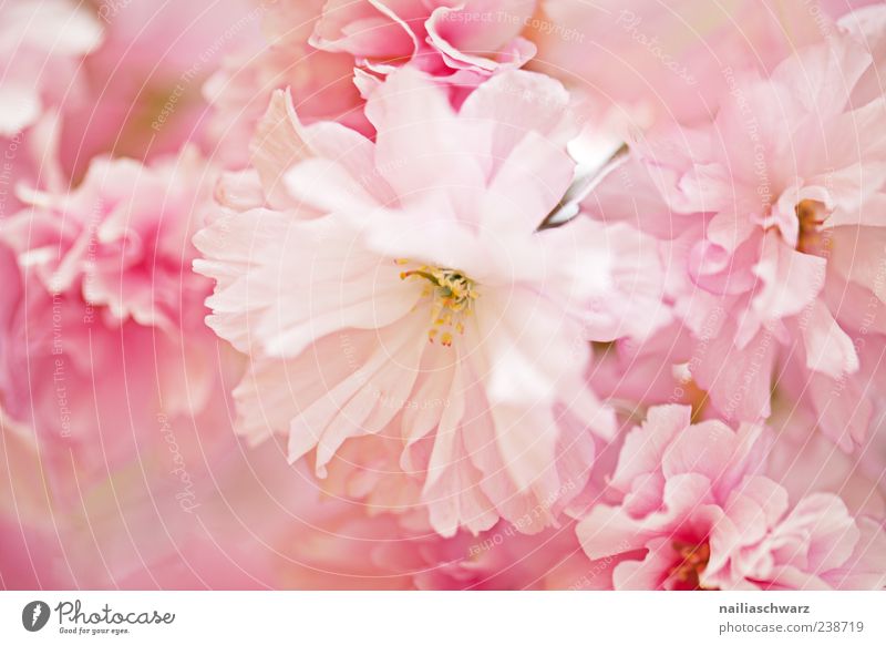 Pink flowers Nature Plant Spring Flower Blossom Esthetic Fragile Pastel tone Colour photo Multicoloured Exterior shot Deserted Shallow depth of field Delicate