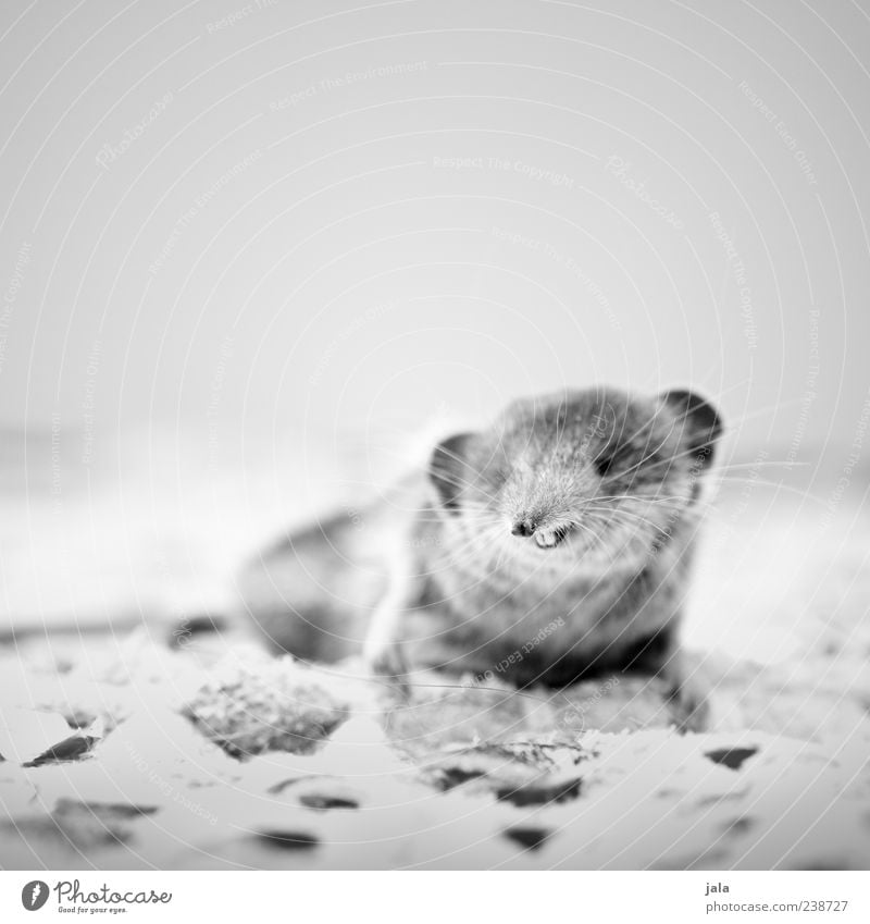 shrew Animal Wild animal Mouse Animal face 1 Small Black & white photo Interior shot Deserted Copy Space top Day Animal portrait Set of teeth Whisker Head