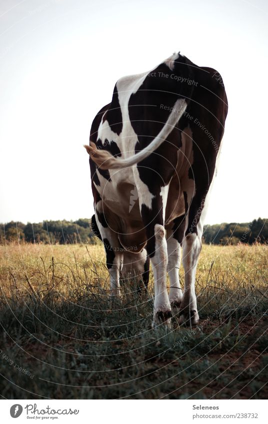 Even if the cow's tail wobbles,... Summer Nature Landscape Plant Animal Sky Grass Farm animal Cow 1 Movement Stand Large Cowhide cowtail Colour photo