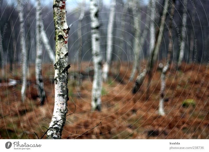 birch forest Environment Nature Landscape Plant Autumn Tree Forest Cold Brown White Birch wood Autumnal Colour photo Exterior shot Deserted Day