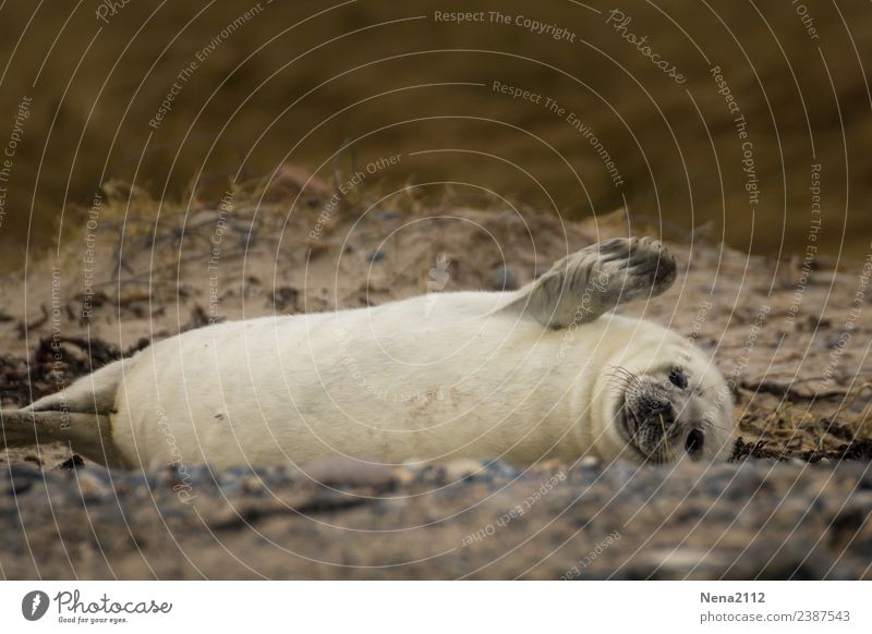 Emotions, joie de vivre. Environment Nature Animal Sand Coast Beach Bay North Sea Baltic Sea Wild animal Pelt 1 Baby animal To enjoy Communicate Lie Playing