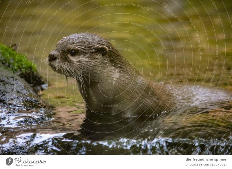 Curious otter Animal Water River bank Wild animal Zoo Otter 1 Swimming & Bathing Playing Wet Curiosity Cute Willpower Brave Determination Adventure Looking