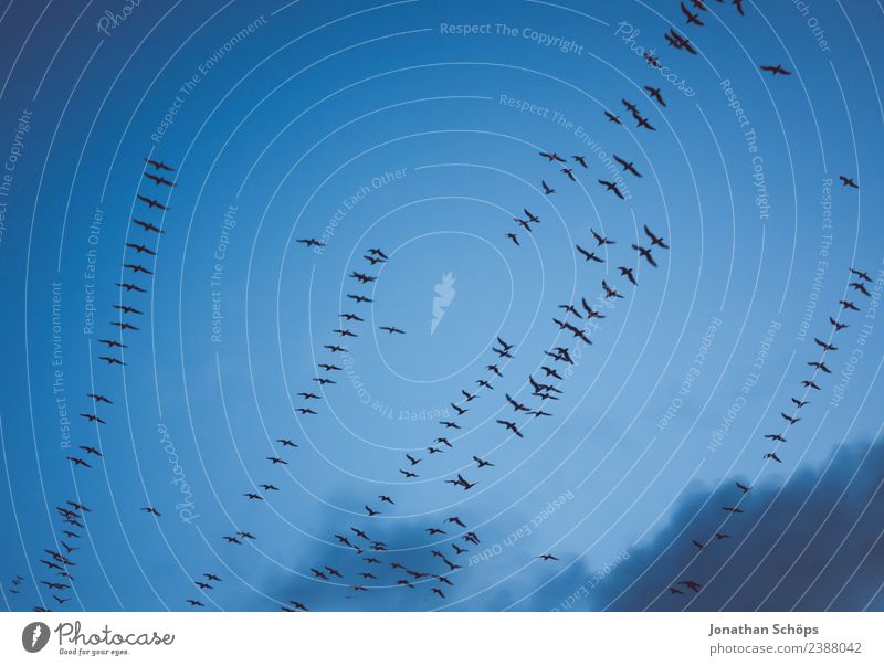 Seagulls fly in formation in the sky Air Sky Clouds Coast Brighton Great Britain Europe Bird Wing Flock Flying Esthetic Above Adventure Elegant Freedom