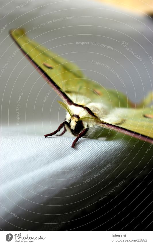 silkworm moth Butterfly Silk moth Macro (Extreme close-up) Insect