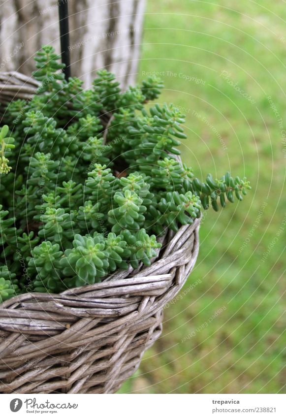 green basket Calm Summer Decoration Environment Nature Landscape Plant Spring Climate Weather Beautiful weather Grass Foliage plant Wild plant Pot plant