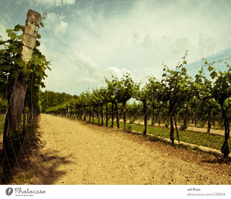 green Veltliner Nature Landscape Sky Clouds Summer Weather Vineyard Colour photo Exterior shot Day Long shot Wine growing Deserted