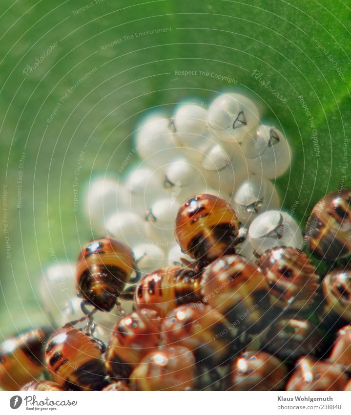 Macro photo of small, freshly hatched leaf bugs, in the background the abandoned eggshells Plant Leaf Animal Wild animal Beetle Group of animals Baby animal