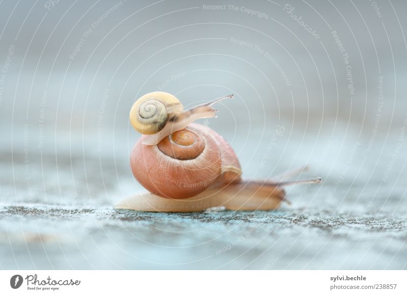 lift Animal Wild animal Snail 2 Baby animal Animal family Movement Small Cute Above Yellow Gray Crawl Ride Snail shell Colour photo Multicoloured Exterior shot