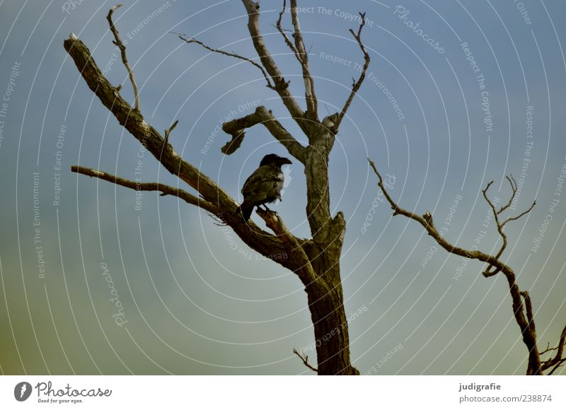 western beach Environment Nature Sky Tree Animal Wild animal Bird Common Raven 1 Sit Dark Natural Moody Colour photo Exterior shot Deserted Branch Leafless