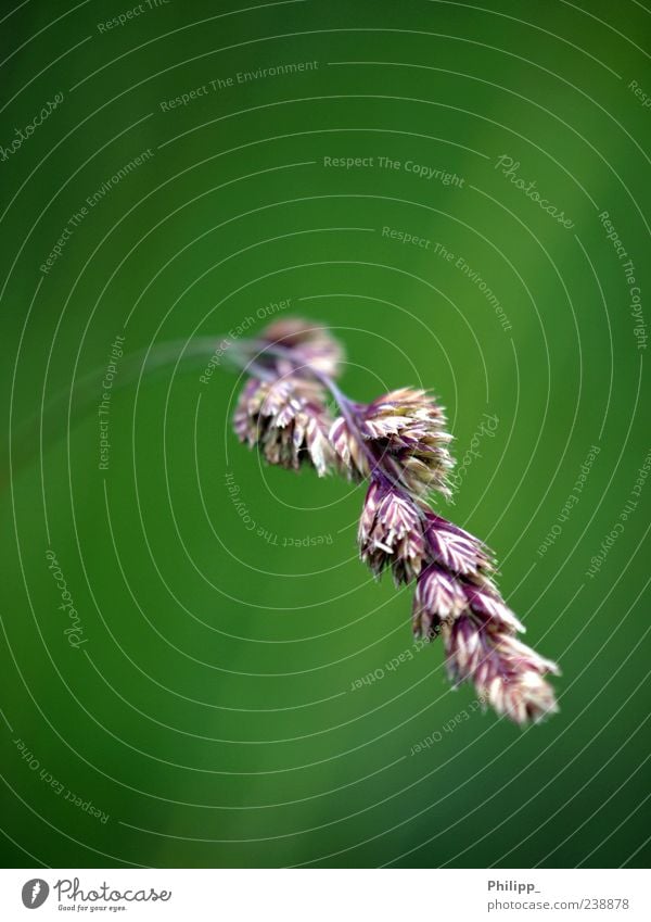 A little grass ... Environment Nature Plant Grass Green Blade of grass Blur Stalk Colour photo Exterior shot Close-up Macro (Extreme close-up) Deserted