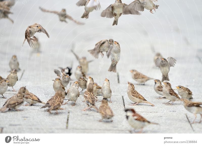 air show Environment Nature Animal Bird Flock Brown Gray Sparrow Flying Floating Judder Looking Many Footpath Paving tiles Colour photo Exterior shot Deserted