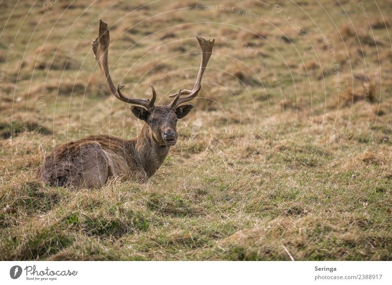 First a break. Animal Wild animal Animal face Pelt Animal tracks Zoo 1 To feed Fallow deer Antlers Colour photo Subdued colour Multicoloured Exterior shot