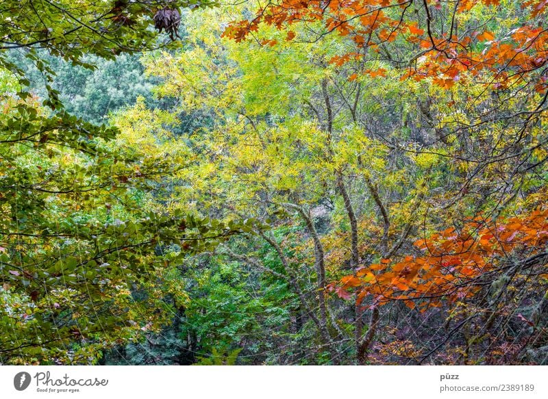 foliage Vacation & Travel Trip Adventure Far-off places Environment Nature Landscape Plant Tree Foliage plant Forest Virgin forest Island Madeira Natural