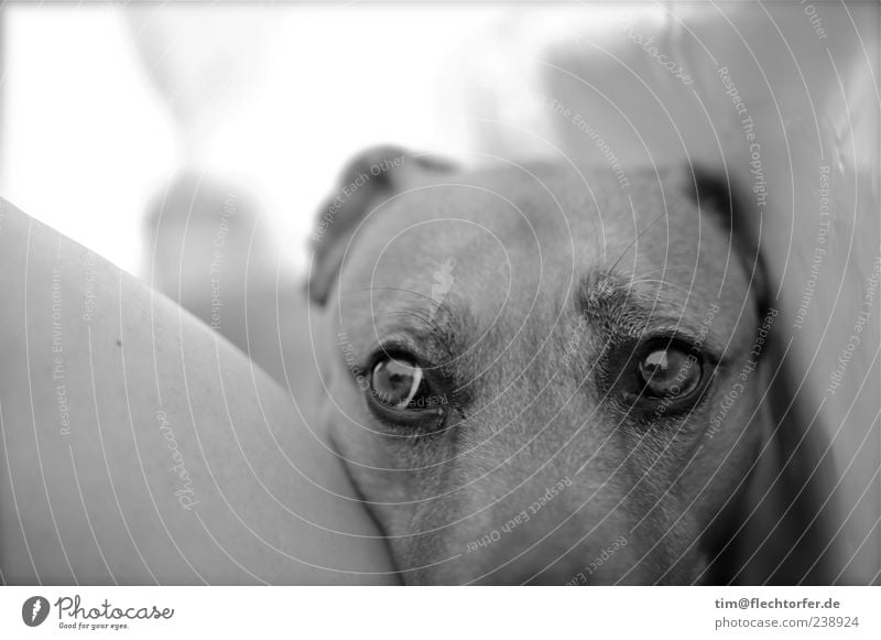 Quite modest Animal Pet Dog 1 Wait Near Cute Gloomy Black White Love of animals Loyalty Desire Patient Curiosity Beg Saucer-eyed Rebel Black & white photo