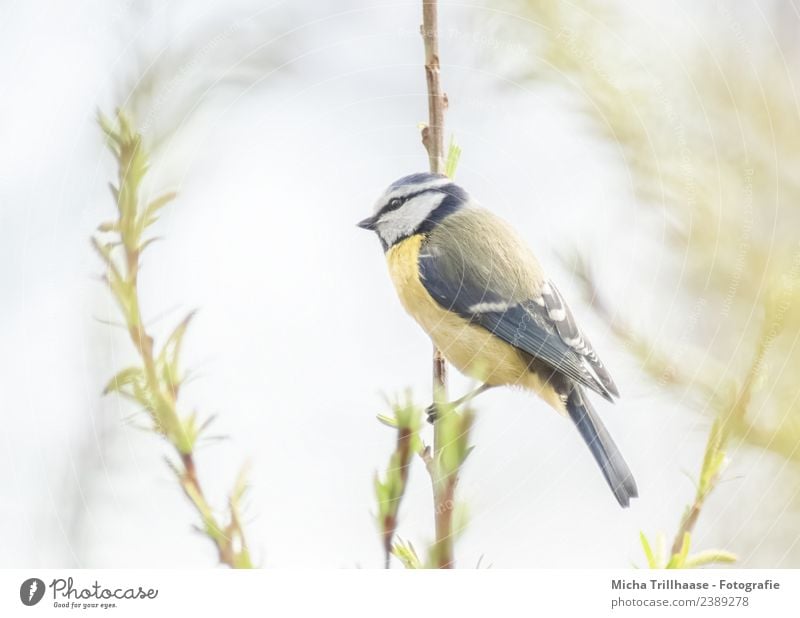 Blue tit on the lookout Environment Nature Animal Sky Sun Sunlight Beautiful weather Tree Leaf Wild animal Bird Animal face Wing Claw Tit mouse Beak 1 Observe