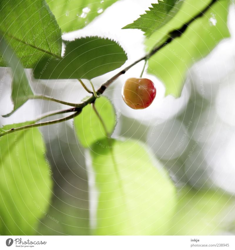 precociousness Fruit Cherry Spring Summer Beautiful weather Cherry tree Garden Hang Growth Fresh Healthy Delicious Natural Above Round Juicy Sour Sweet Green