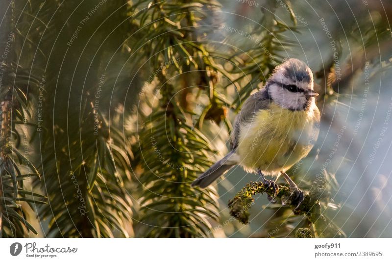 Blue tit sunbathing Adventure Expedition Summer Sun Sunbathing Environment Nature Sunlight Beautiful weather Tree Forest Animal Wild animal Bird Animal face