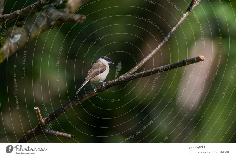 SUNPLACE Trip Freedom Expedition Environment Nature Sun Sunlight Beautiful weather Tree Forest Animal Wild animal Bird Animal face Wing 1 Observe To enjoy