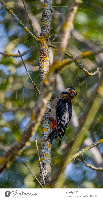 Federal Woodpecker Trip Freedom Expedition Environment Nature Sun Sunlight Beautiful weather Tree Forest Animal Wild animal Bird Animal face Wing 1 Observe