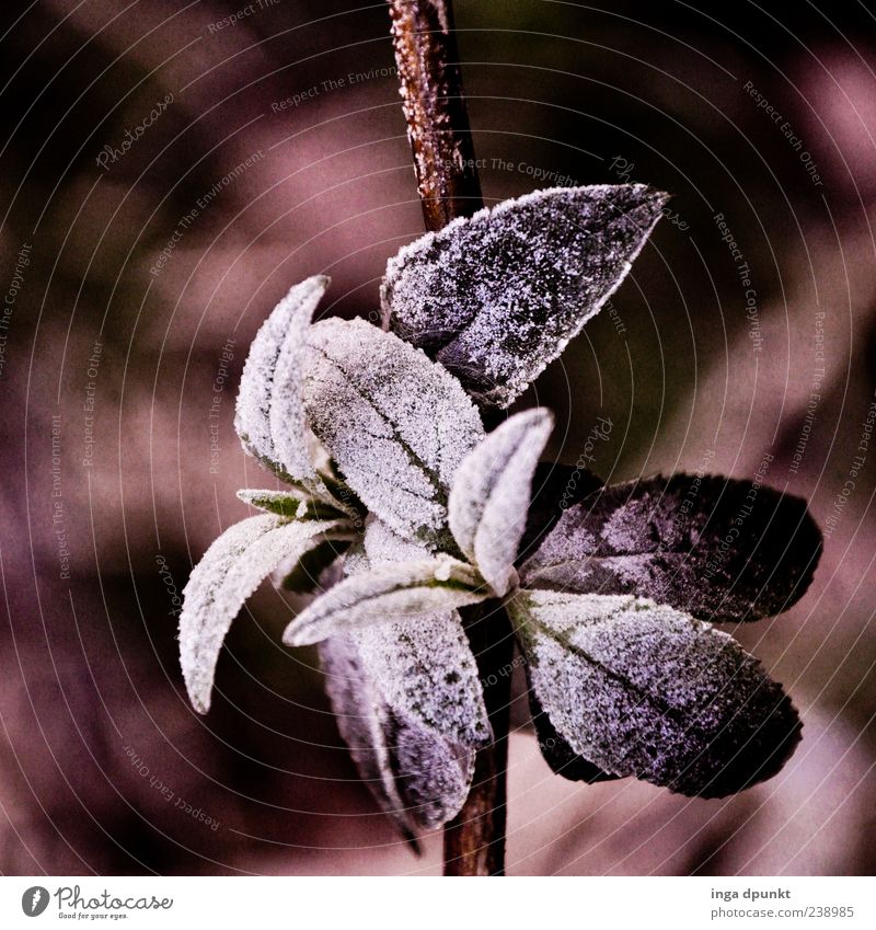 ice flowers Environment Nature Plant Winter Climate Ice Frost Bushes Leaf Wild plant Cold Black White Emotions Exterior shot Deserted Morning Shadow