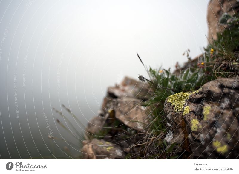 Flora Helvetica Nature Plant Elements Fog Flower Grass Moss Wild plant Rock Relaxation Copy Space top Copy Space left Colour photo Exterior shot Close-up Detail