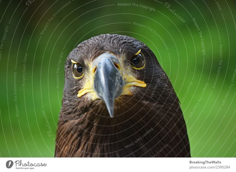 Close up front portrait of Golden eagle looking at camera Nature Animal Summer Grass Wild animal Bird Animal face Zoo golden eagle 1 Observe Dark Brown Green