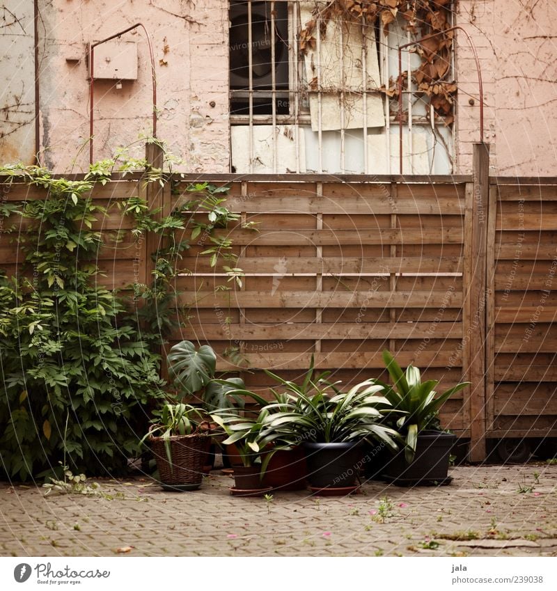 yard Plant Bushes Foliage plant Pot plant House (Residential Structure) Manmade structures Building Window Fence Gloomy Courtyard Colour photo Exterior shot