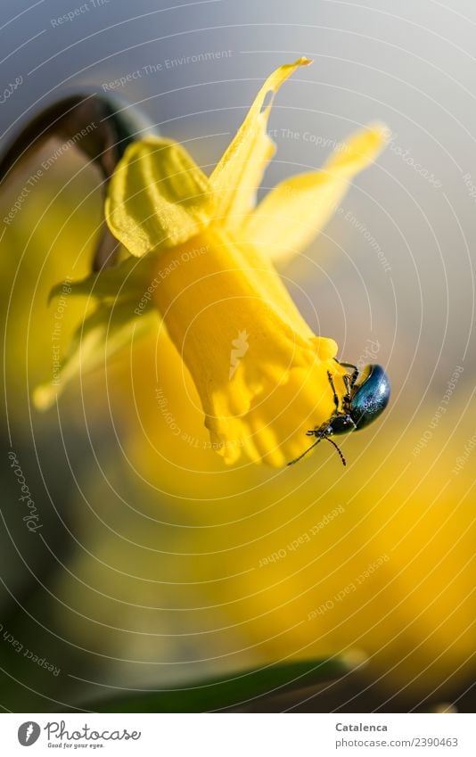 Sky blue leaf beetle on a daffodil blossom Nature Plant Animal Spring Flower Blossom Narcissus Bulb flowers Spring flower Garden Park Beetle 1 Blossoming