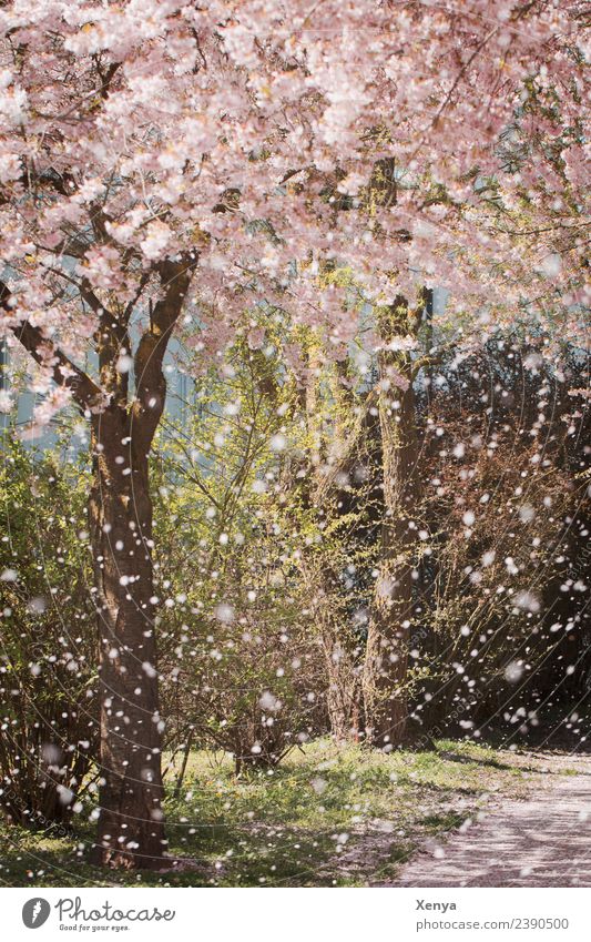 beginning of spring Nature Tree Park Blossoming Pink Romance Almond blossom To go for a walk Colour photo Exterior shot Deserted Day Plant Spring Environment