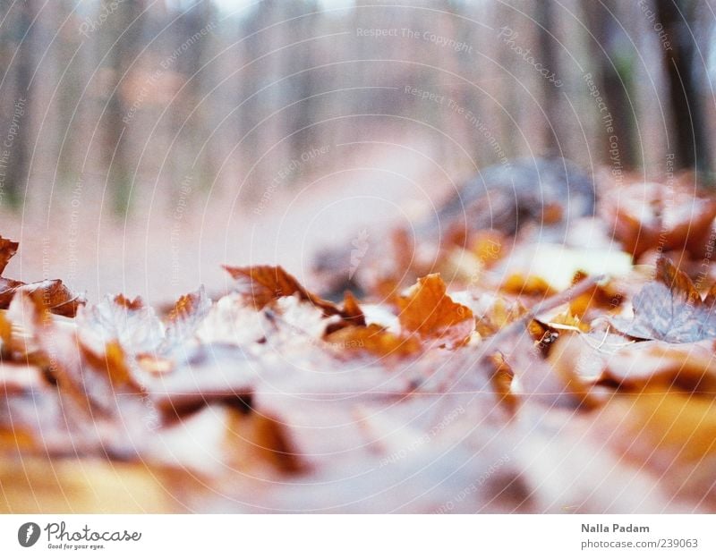 autumn foliage Nature Plant Autumn Leaf Forest Deserted Gold Footpath Colour photo Exterior shot Twilight Shallow depth of field Autumn leaves Autumnal colours