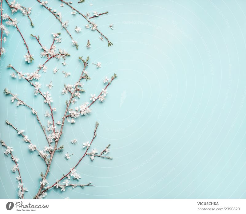 Delicate spring blossoms on light blue background Style Design Nature Plant Spring Flower Leaf Blossom Decoration Bouquet Flag Background picture