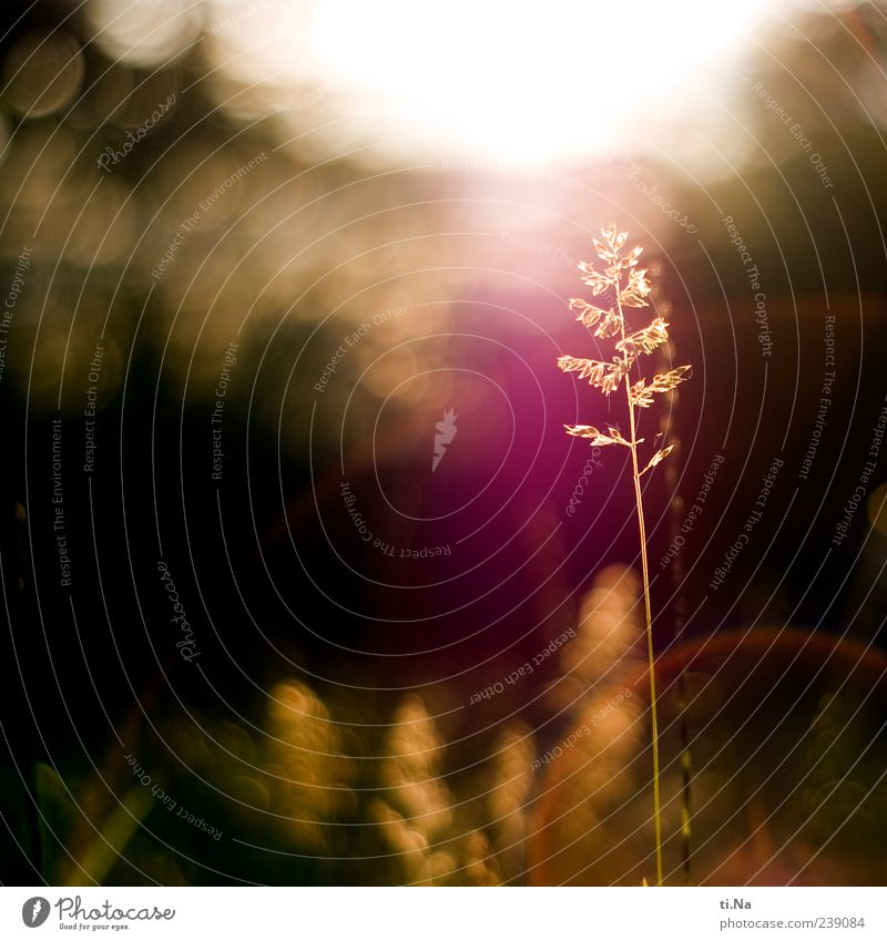 before the lawnmower came. Environment Nature Landscape Plant Spring Summer Beautiful weather Grass Meadow Glittering Growth Under Warmth Yellow Green Pink