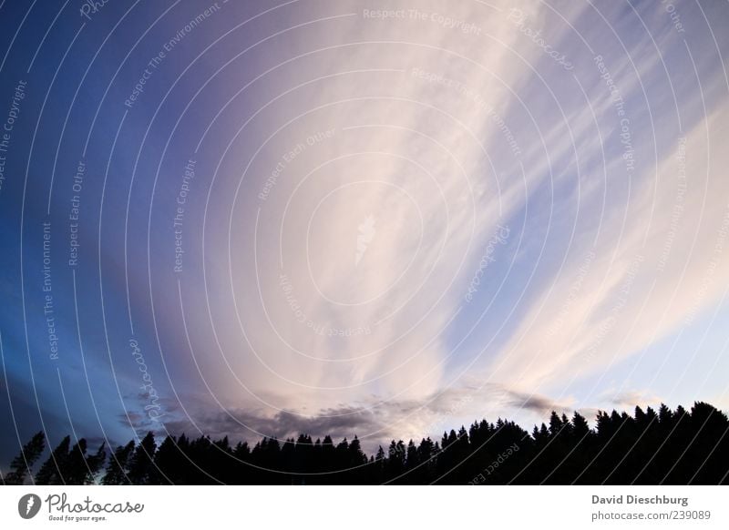 Windy days Nature Landscape Air Sky Clouds Summer Plant Tree Foliage plant Forest Virgin forest Blue Black White Fir tree Coniferous forest Clouds in the sky