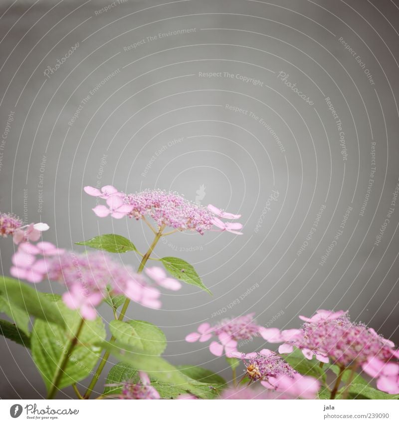 Delicate Plant Flower Bushes Leaf Blossom Facade Beautiful Gray Green Pink Spring fever Fine Light green Colour photo Exterior shot Deserted Copy Space top