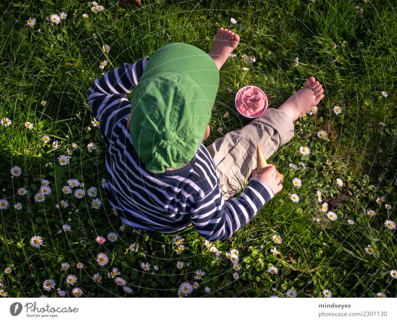 Little boy sitting on a flower meadow with strawberry ice cream Summer Human being Masculine Toddler Boy (child) Infancy 1 1 - 3 years Beautiful weather Daisy