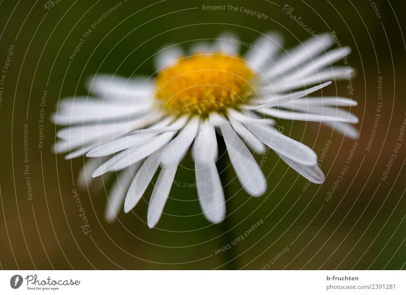 little flowers Spring Summer Flower Blossom Relaxation Dream Growth Happiness Peace Belief Religion and faith Idyll Daisy Blossoming Macro (Extreme close-up)