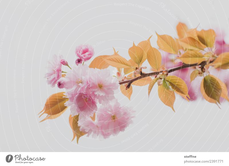 cherry blossom Nature Spring Tree Leaf Blossom Esthetic Cherry blossom Ornamental cherry Pink Colour photo Exterior shot Copy Space left Copy Space right