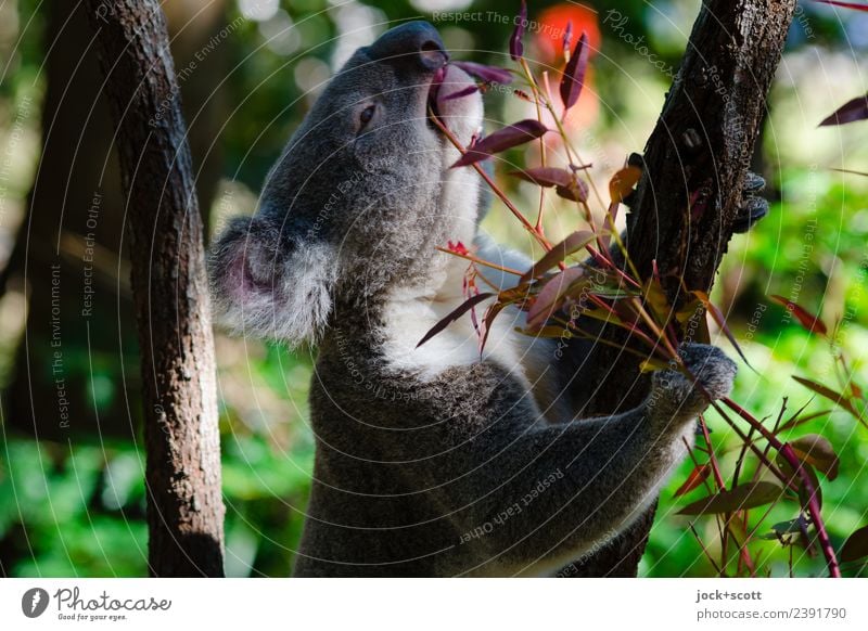 Mmmm Eucalyptus means the koala Animal Exotic Eucalyptus tree Virgin forest Queensland Wild animal Koala 1 To hold on To feed To enjoy Authentic Warmth Emotions