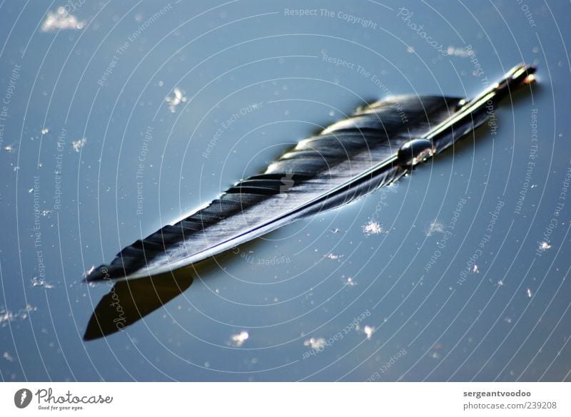 romantic detail of a romantic photographer Harmonious Calm Environment Nature Water Feather Drop Fantastic Wet Blue Black Colour photo Exterior shot Detail