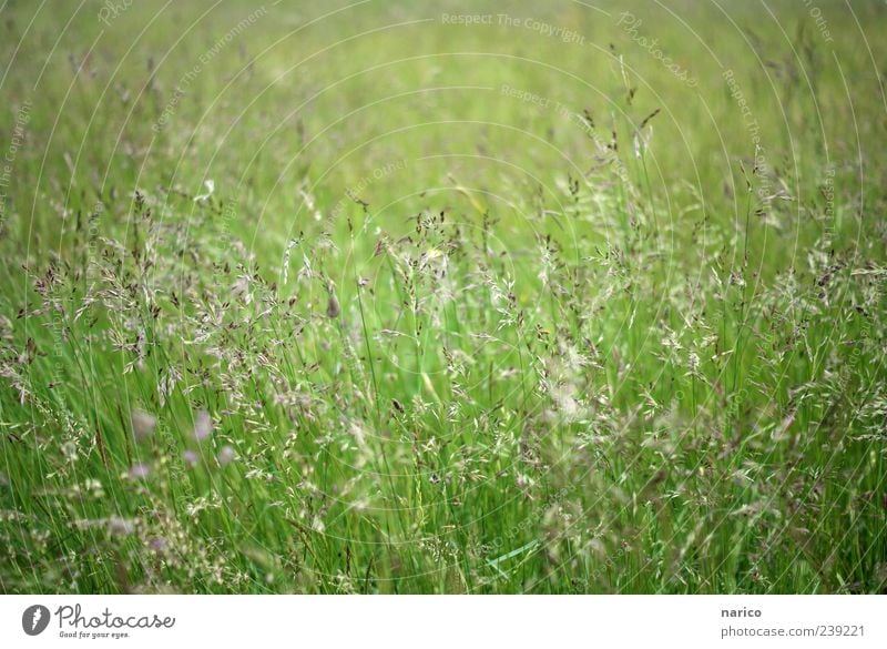 confused grass Nature Plant Summer Grass Bushes Foliage plant Meadow Movement Blossoming Fresh Green Environment Colour photo Exterior shot Day Grass blossom