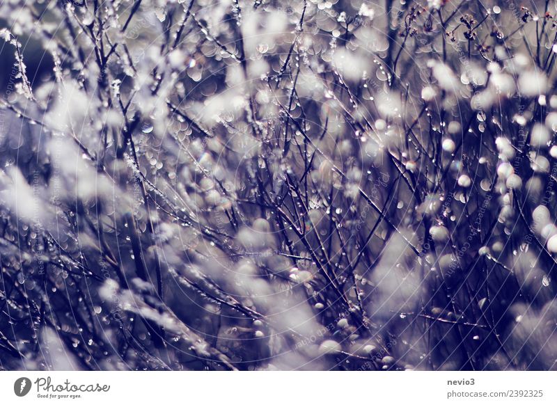 Water droplet hanging from a shrub Environment Nature Drops of water Summer Plant Bushes Foliage plant Wild plant Garden Park Blue Violet Rain Bad weather