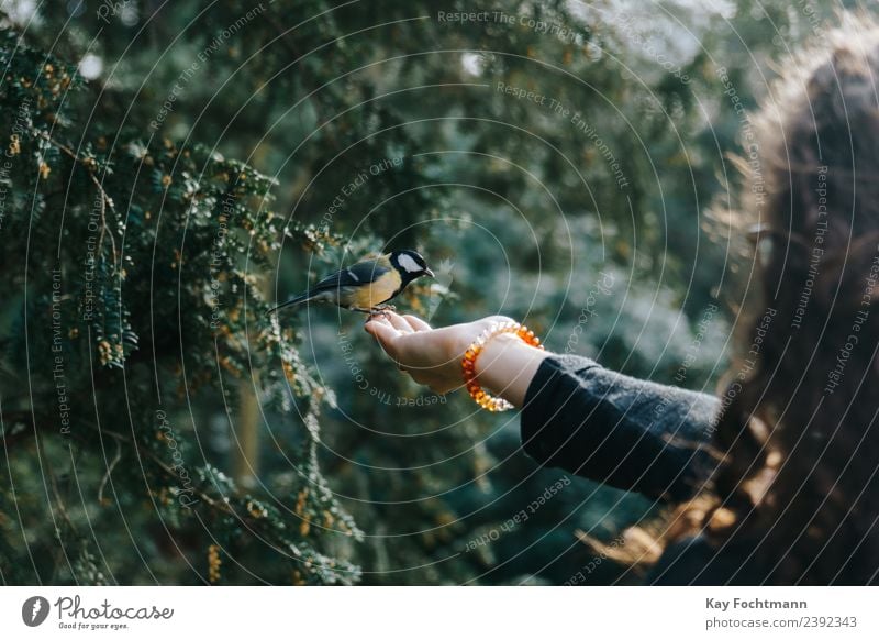 Great tit picks food from the hand of a young woman Joy Young woman Youth (Young adults) Hand 1 Human being 18 - 30 years Adults Nature Spring Autumn Tree Park