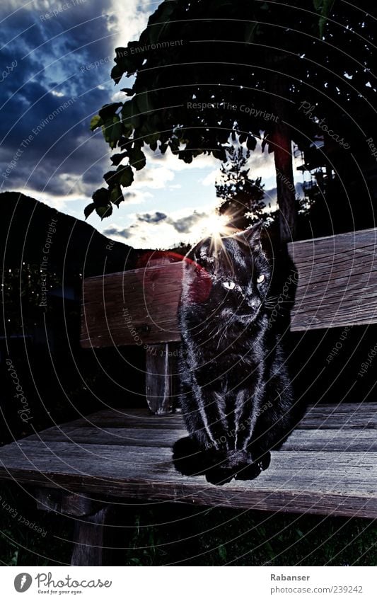 All in BLACK Pet Cat Animal face Pelt Glittering Sit Dark Creepy Bench Black Mammal Colour photo Exterior shot Deserted Copy Space top Twilight Light Shadow