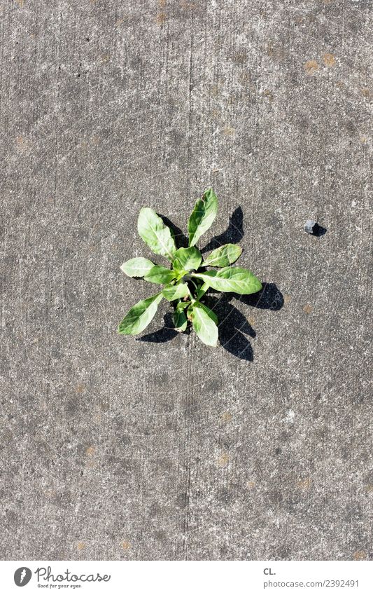 weeds and stones Nature Summer Plant Weed Weed control Ground Stone Gloomy Dry Town Gray Green Power Environment Growth Warmth Colour photo Exterior shot