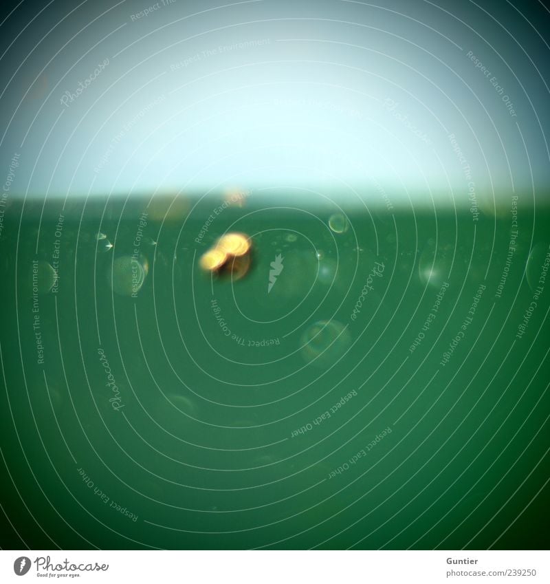 Sharpness is overrated!!! Animal Snail 1 Blue Yellow Gold Green Black Water Surface of water Pond Lake Go under Vignetting Death Colour photo Exterior shot