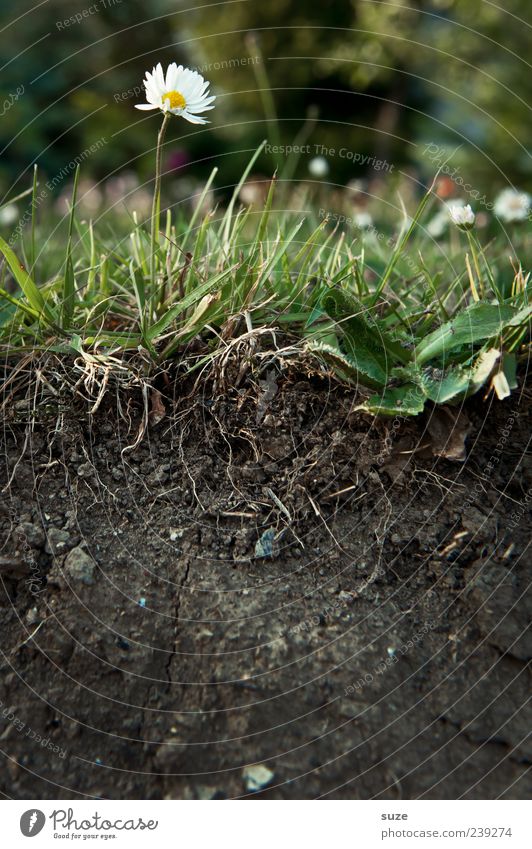 mean Environment Nature Elements Earth Flower Grass Garden Meadow Blossoming Exceptional Beautiful Brown Green Growth Cross-section Daisy Divided Biology Root