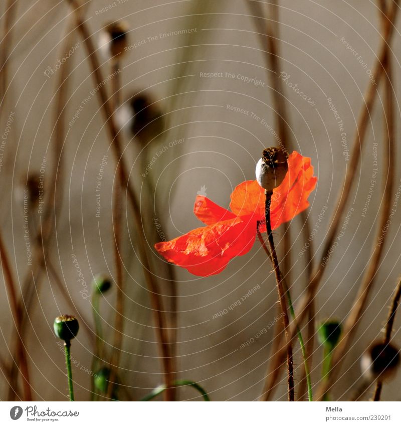 life Environment Nature Plant Summer Flower Blossom Wild plant Meadow Field Blossoming Faded To dry up Growth Beautiful Natural Brown Red Moody Transience