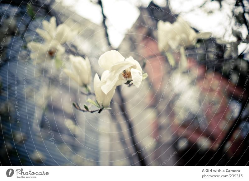 Brooklyn Beauties Spring Flower Magnolia plants House (Residential Structure) Manmade structures Building Blossoming Growth Exterior shot Deserted